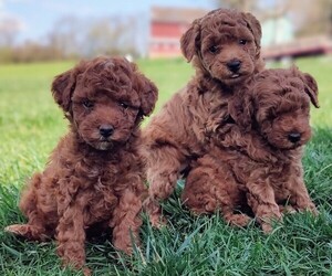 Poodle (Miniature) Puppy for sale in STEVENS, PA, USA
