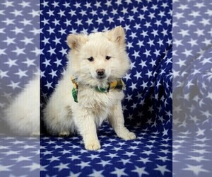 Pomeranian Puppy for sale in CHRISTIANA, PA, USA