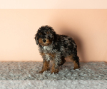 Small #2 Poodle (Miniature)