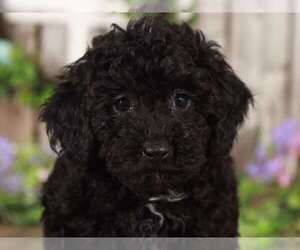 Poodle (Miniature) Puppy for sale in MOUNT VERNON, OH, USA