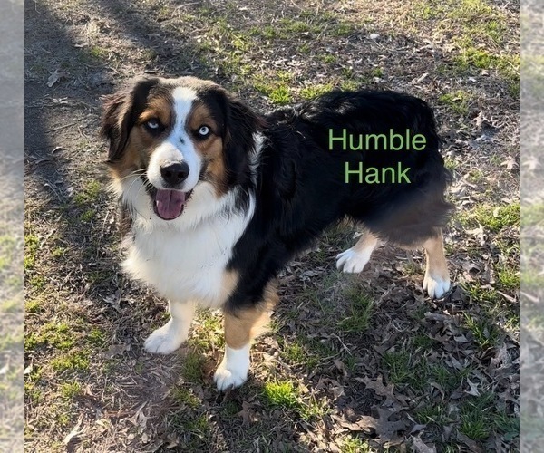 Medium Photo #1 Miniature Australian Shepherd Puppy For Sale in E LAURINBURG, NC, USA