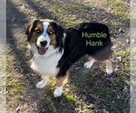 Small Photo #1 Miniature Australian Shepherd Puppy For Sale in E LAURINBURG, NC, USA
