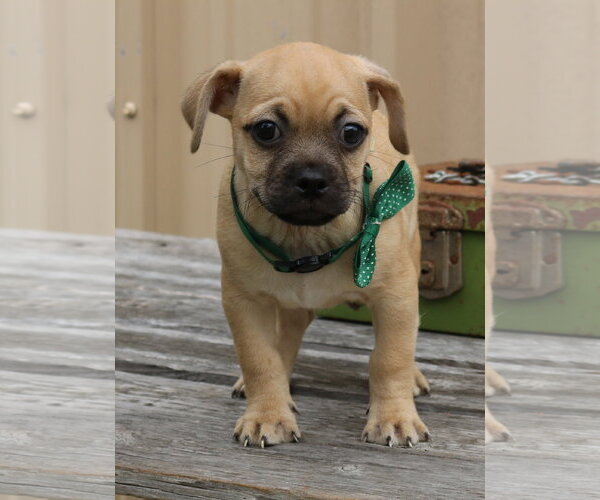 Medium Photo #3 Pug-Unknown Mix Puppy For Sale in Bandera, TX, USA