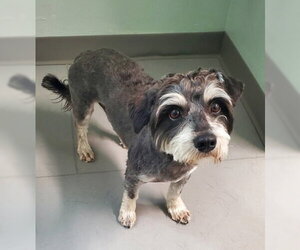 Mutt Dogs for adoption in Lake City, MI, USA