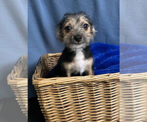 Chiranian Dogs for adoption in Pacolet, SC, USA