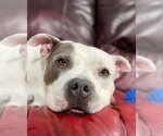 Small #4 Staffordshire Bull Terrier Mix