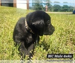 Small Photo #5 Labrador Retriever Puppy For Sale in EDGEWOOD, TX, USA