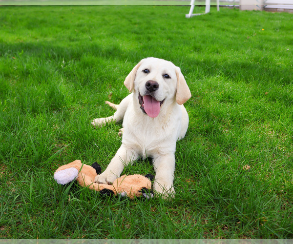 Medium Photo #3 Labrador Retriever Puppy For Sale in SYRACUSE, IN, USA