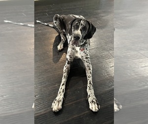 Father of the Great Dane puppies born on 05/22/2025
