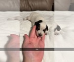 Small #5 Australian Cattle Dog-Beagle Mix