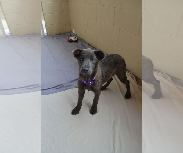 Medium Photo #3 Labrador Retriever-Unknown Mix Puppy For Sale in McKinney, TX, USA