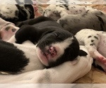 Small Photo #30 Great Dane Puppy For Sale in MARICOPA, AZ, USA