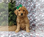 Small Photo #4 Golden Retriever Puppy For Sale in NOTTINGHAM, PA, USA