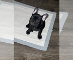 Small Photo #2 French Bulldog Puppy For Sale in FLINT, MI, USA