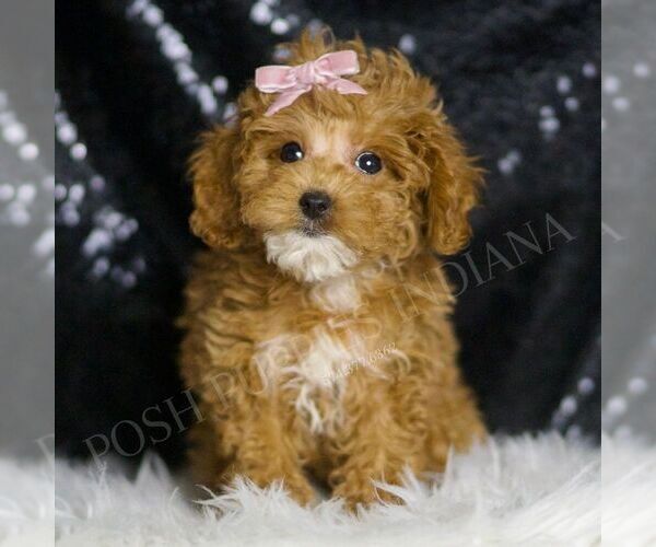 Medium Photo #2 Poodle (Toy) Puppy For Sale in WARSAW, IN, USA