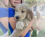 Small Photo #4 Goldendoodle Puppy For Sale in IONIA, KS, USA