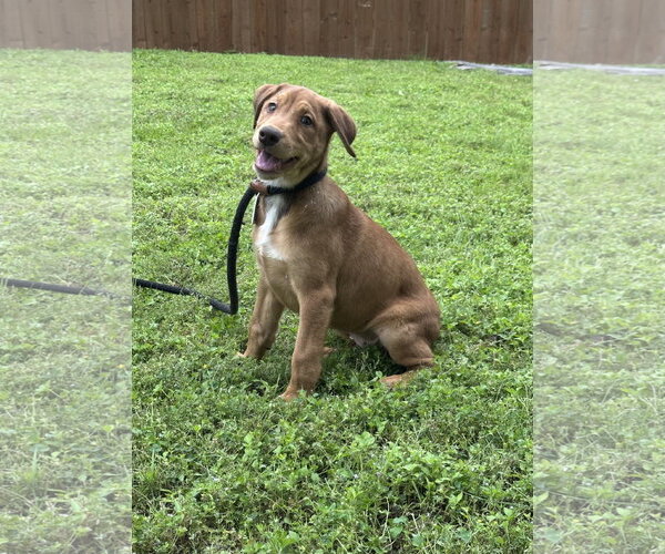 Medium Photo #6 Doberman Pinscher-German Shepherd Dog Mix Puppy For Sale in Euless, TX, USA