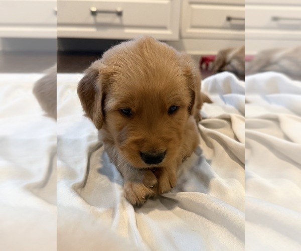 Medium Photo #10 Golden Retriever Puppy For Sale in PANA, IL, USA