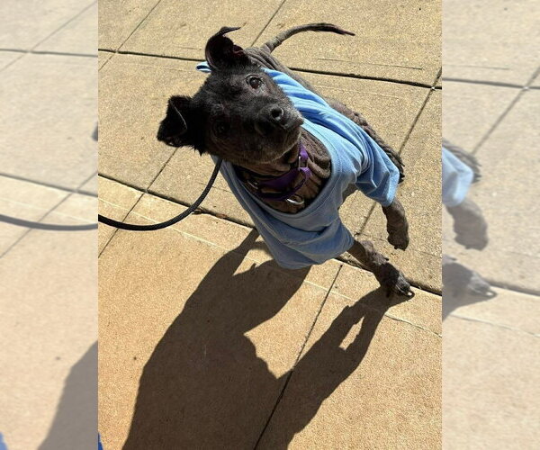 Medium Photo #3 Labrador Retriever Puppy For Sale in New York, NY, USA