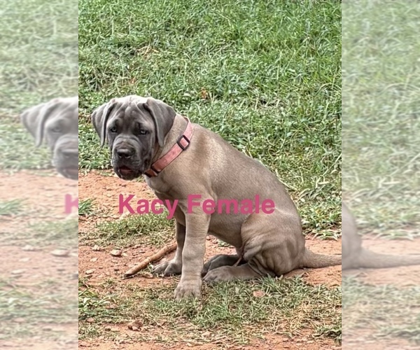 Medium Photo #16 Cane Corso Puppy For Sale in ROCKMART, GA, USA