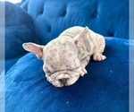 Small Photo #19 French Bulldog Puppy For Sale in SAN ANTONIO, TX, USA