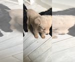 Small Photo #4 Shepadoodle Puppy For Sale in WILLIAMSBURG, VA, USA
