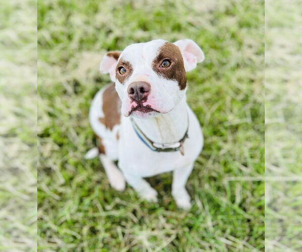 Medium Photo #7 American Pit Bull Terrier-Unknown Mix Puppy For Sale in Germantown, OH, USA
