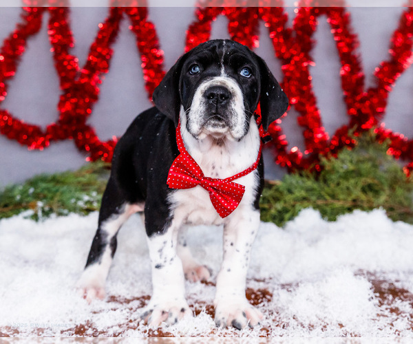 Medium Photo #18 Great Dane Puppy For Sale in WAKARUSA, IN, USA