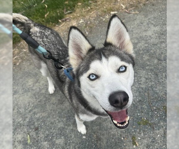 Medium Photo #2 Siberian Husky-Unknown Mix Puppy For Sale in Martinez, CA, USA