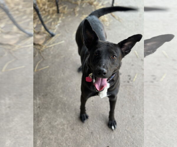 Medium Photo #13 Mutt Puppy For Sale in Overland Park, KS, USA