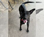 Small #12 Mutt