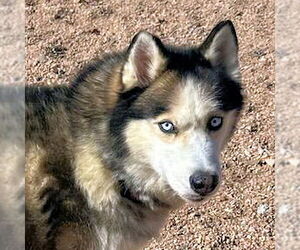 Siberian Husky Dogs for adoption in Omaha, NE, USA