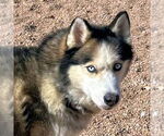 Small Siberian Husky