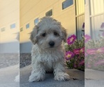 Small #5 Coton de Tulear-Poodle (Toy) Mix