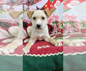 Labrador Retriever Puppy for sale in HAMMOND, IN, USA