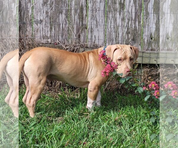 Medium Photo #8 American Pit Bull Terrier-American Staffordshire Terrier Mix Puppy For Sale in Spring, TX, USA