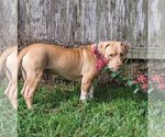 Small #7 American Pit Bull Terrier-American Staffordshire Terrier Mix