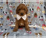 Small #3 Cavapoo (Miniature)