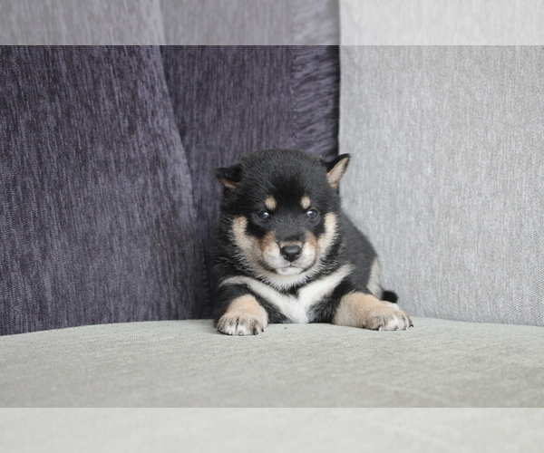 Medium Photo #1 Shiba Inu Puppy For Sale in MIAMI, FL, USA