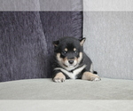 Small Photo #1 Shiba Inu Puppy For Sale in MIAMI, FL, USA