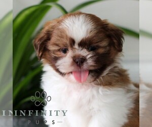 Shih Tzu Puppy for sale in GORDONVILLE, PA, USA