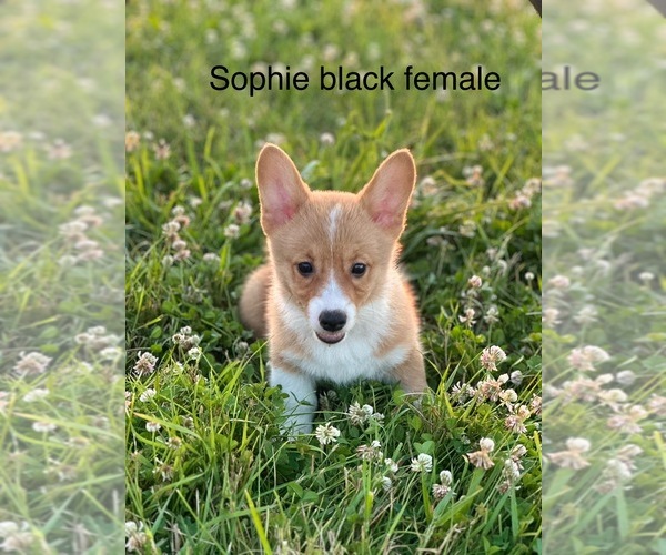 Medium Photo #6 Pembroke Welsh Corgi Puppy For Sale in WYOMING, IL, USA