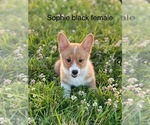 Small #5 Pembroke Welsh Corgi