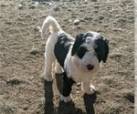 Small Photo #2 Sheepadoodle Puppy For Sale in LITTLETON, CO, USA