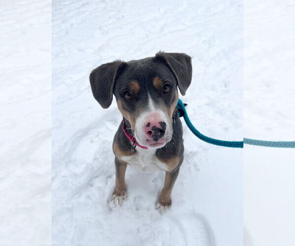 Medium Photo #5 Mountain Cur-Unknown Mix Puppy For Sale in Rockaway, NJ, USA