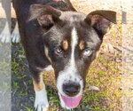 Small #3 Retriever  Mix