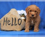 Small Photo #2 Goldendoodle (Miniature) Puppy For Sale in FREDERICKSBG, OH, USA
