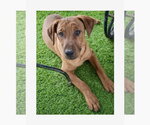 Small #9 Redbone Coonhound Mix