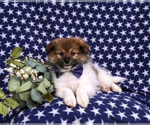 Medium Photo #5 Pomeranian Puppy For Sale in LINCOLN UNIVERSITY, PA, USA