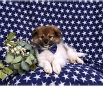 Small Photo #5 Pomeranian Puppy For Sale in LINCOLN UNIVERSITY, PA, USA